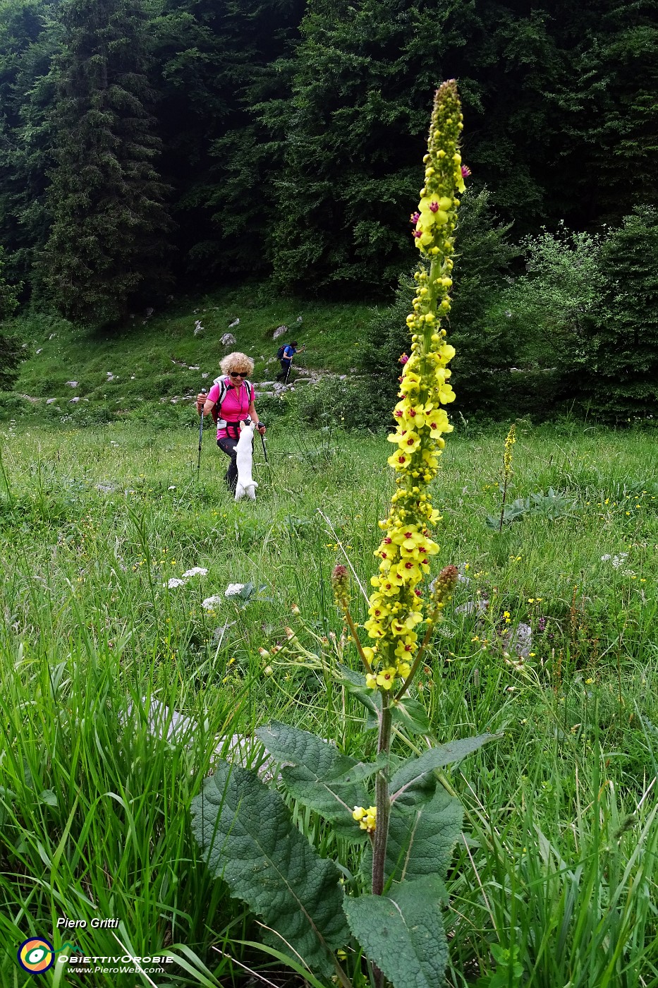 25 Pediculare di Barrelier (Pedicularis adcsendens).JPG -                                